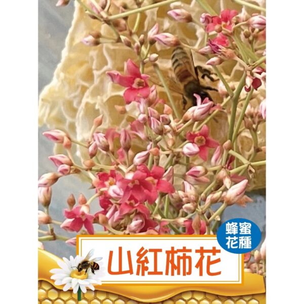 小池塘-森林蜜小禮盒【鴨腳木+紅淡比+山紅柿酸藤】-180g三罐禮盒組 - Image 5