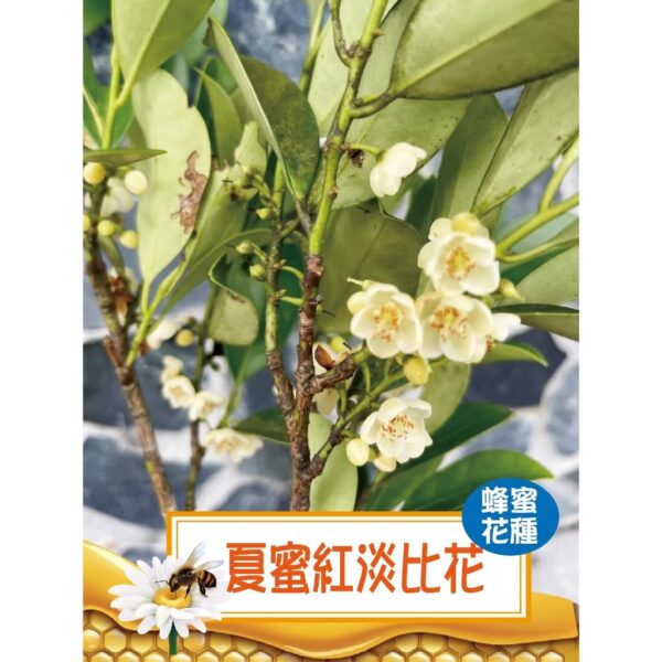 小池塘-森林蜜大禮盒【鴨腳木+紅淡比】-750g兩罐禮盒組 - Image 3