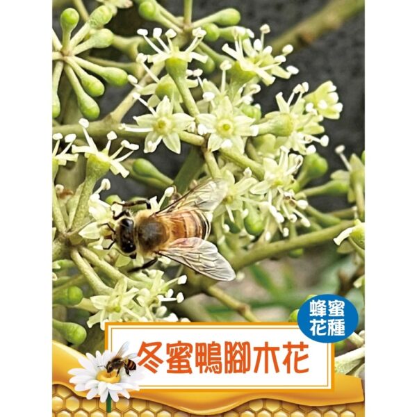 小池塘-森林蜜中禮盒（鴨腳木+蜂蜜醋+QQ糖） - Image 4